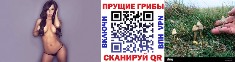 наркота  Киренск  Псилоцибиновые грибы Psilocybine cubensis 